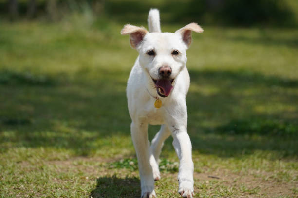 istock a white dog is running on the grass with its mouth open 2154246208