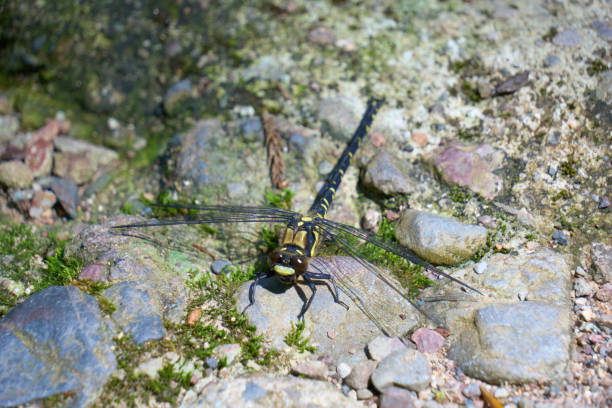 Close-up of a dragonfly perched on a rock in a mountain stream.