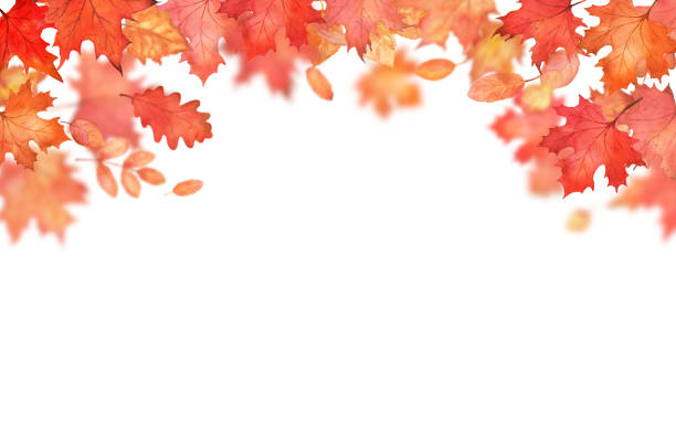 istock Autumn falling leaves frame. Autumnal foliage fall and orange maple and oak leaves flying in wind motion blur on white background. Copy space 2154248028