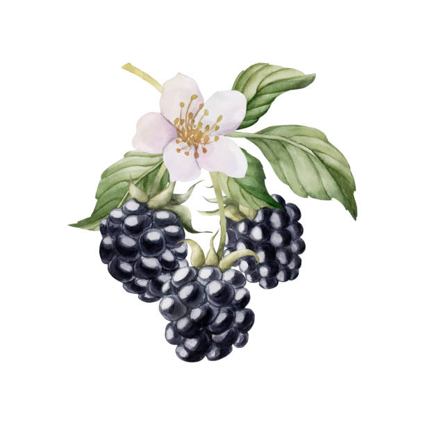 Blackberry branch with flowers, watercolor isolated illustration. Composition for table textile, porcelain tableware Blackberry branch with flowers, watercolor isolated illustration. Composition for table textile, porcelain tableware and delicious prints. Berry fruits for summer fabrics, wrapping paper and food packages blackberry blossom stock illustrations