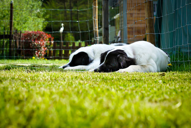 sleeping landseer dogs