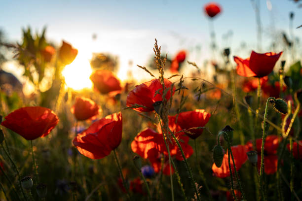 istock Poppies in the sunrise 2154249177