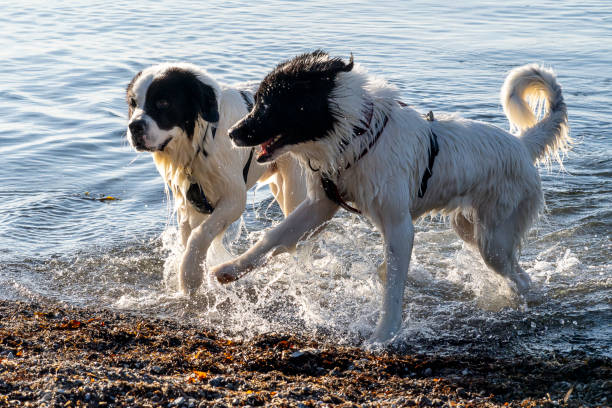 landseer dogs playing at the beach