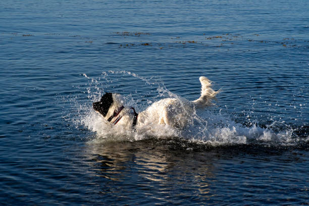 istock landseer dogs playing at the beach 2154249355