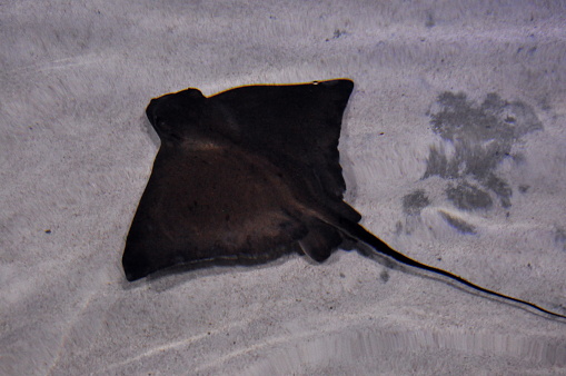 Stingray Swimming In Shallow Water Stock Photo Biology Diagrams
