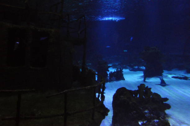 istock Sunken ship, shark and thornback ray deep in water 2154249595