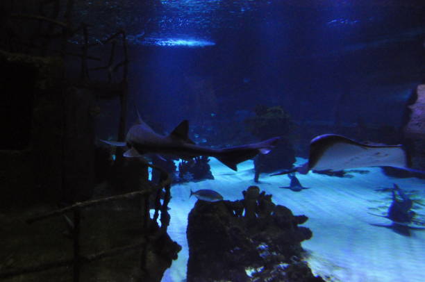 istock Sunken ship, shark and thornback ray deep in water 2154249610