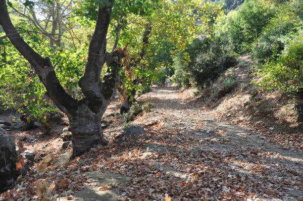 istock Dry leaves on the path and trees in forest 2154249857
