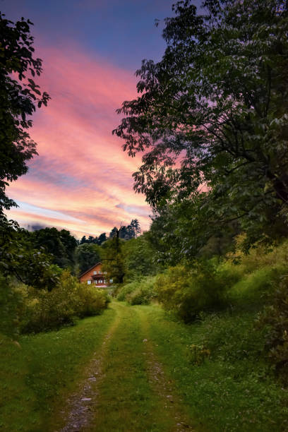 Beautiful view of clouded sky with lush green pine and walnut trees at Pahalgam Kashmir,India.