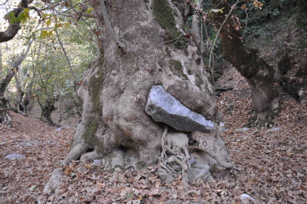 Old sycamore tree and dry leaves in forest. Salihli, Manisa, Turkey. 09/04/2017