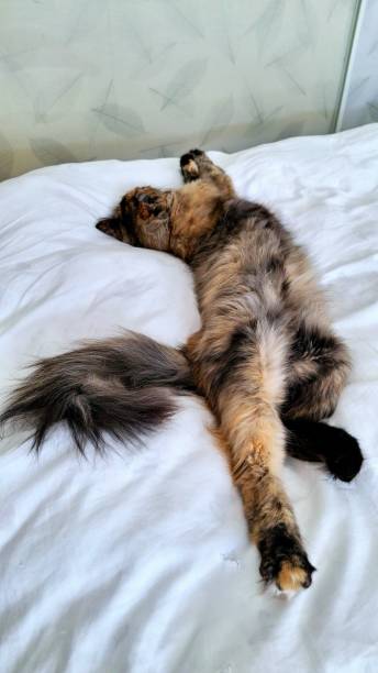 istock Sleepy cat on the bed in the morning 2154252683
