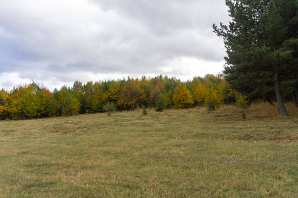 Forest edge with autumn meadow and colorful trees