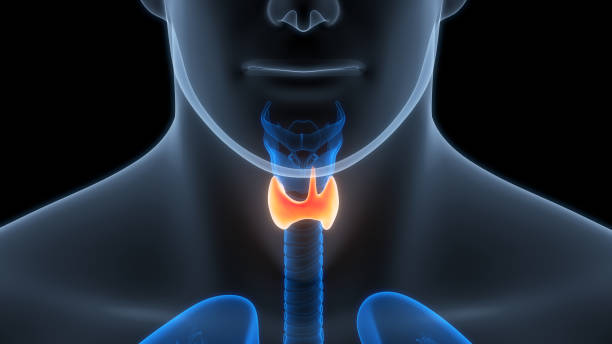 istock Human Body Glands Thyroid Gland Anatomy 2154253070