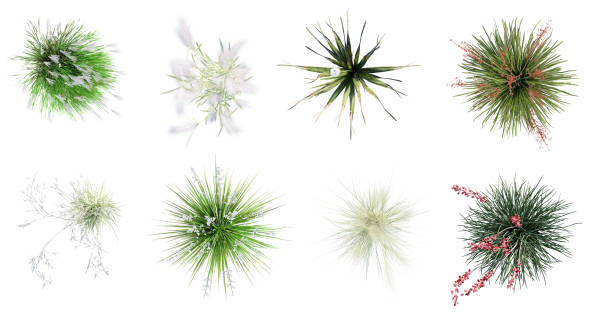 istock Different types of flowering grass isolated on white background. Top view.  3D render. 2154253231