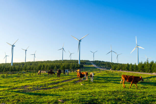 Windmill and cattle under Colorado sky east of Colorado Springs, Colorado in western USA. John Morrison - Photographer