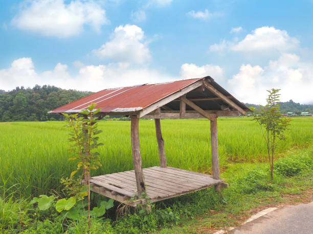 Vintage farmer's hut in rice field against blue sky background. Tempolary shelter at farmland.