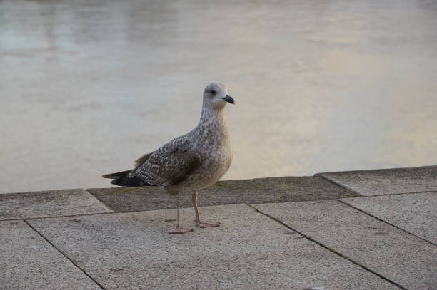 istock Young Seagull at Sunset Beauty 2154256623