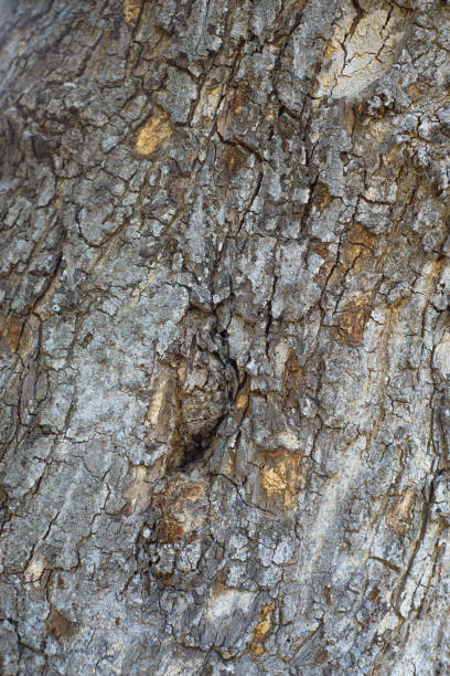 istock Texture of the bark of a tree trunk. Background, texture. 2154258019