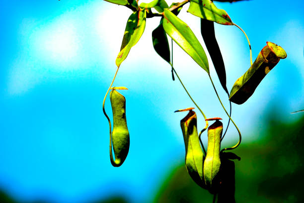 istock Nepenthes in Malaysia 2154258157