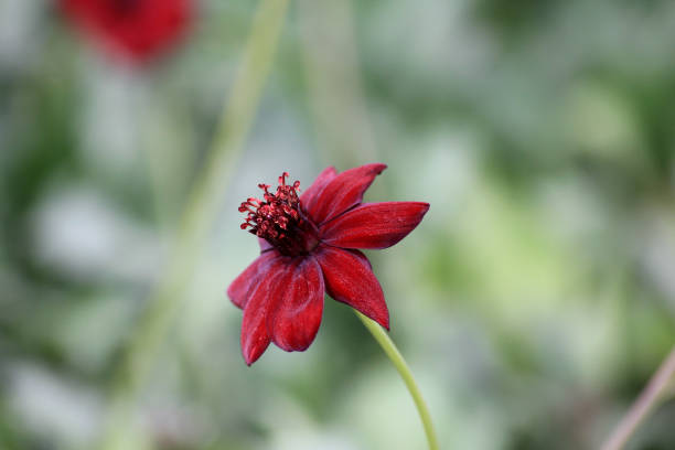 A vivid close-up of a chocolate cosmos flower, Cosmos atrosanguineus, with its deep crimson petals radiating against a soft focus green background. This delicate bloom captures a sense of elegance and natural simplicity.