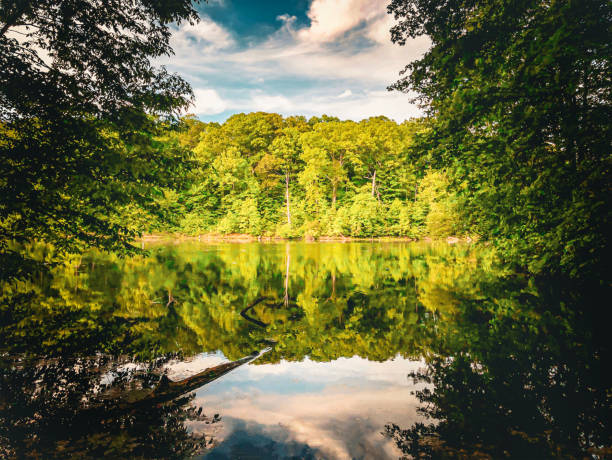 Still Water reflects the beauty of Monroe Lake in Southeastern Ohio. The shoreline is bathed in soft, gentle light in this early morning shot. The perspective is from the one side of the shore to the other. There is a canopy of trees surrounding the image. Image has a film/moody look to it.  The lake is in Malaga Township Ohio.