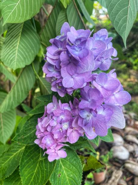 istock A beautiful hydrangea flower in garden. 2154261348