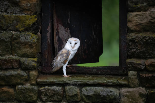 istock Barn owl in a Farm barn 2154262459
