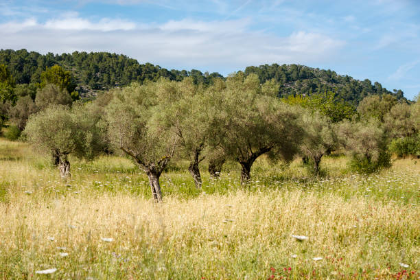 Scenic view of traditional olive plantation on island Mallorca, Spain. Rows ancient olive trees under bright Mediterranean sky, showcasing charm rural Mallorca.