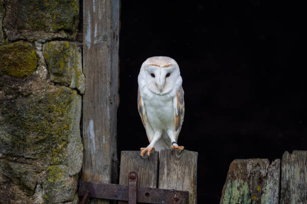 istock Barn owl in a Farm barn 2154263626