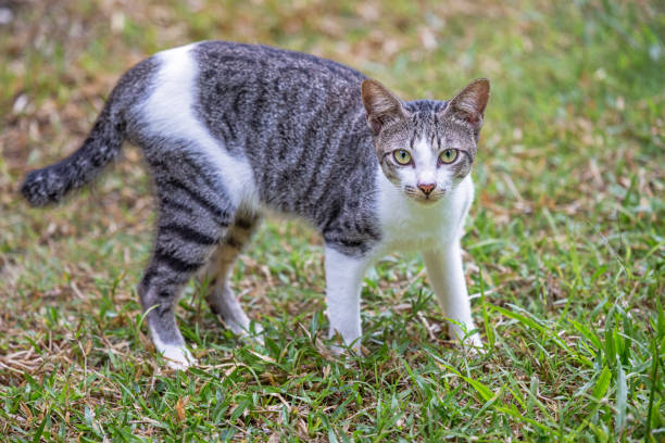 Tabby cat, Felis catus with a short thick inherited tail which is common in parts of Borneo. The picture is taken in Sepilok in the north eastern part of Borneo.