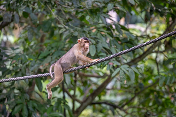 Young southern pig-tailed macaques monkey, Macaca Nemestrina sitting on a rope. The picture is taken in Sepilok in the north eastern part of Borneo. In Sepilok young orangutans are reintroduced into the wild nature and the macaques are feeding at the platforms in the jungle when the orangutans are finished eating