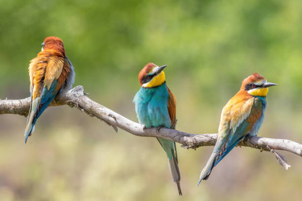 istock European bee-eater, merops apiaster. Three birds sitting on a branch on a beautiful flat background 2154266038