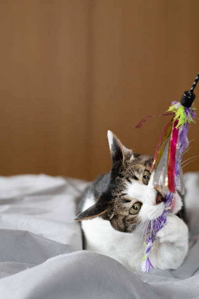 istock cute cat playing with toys 2154268466