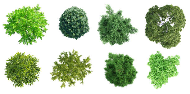istock Top view of various types of trees isolated on white background. 3D render. 2154268936