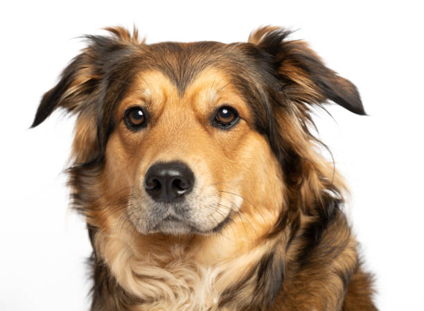 istock Brown cute funny dog on white background 2154270151