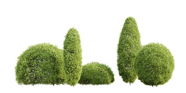 istock Trimmed thuja shrubs isolated on white background. Realistic 3D render. 2154270999