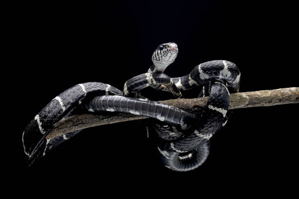 istock The Wagler's Pit Viper in black background 2154274038