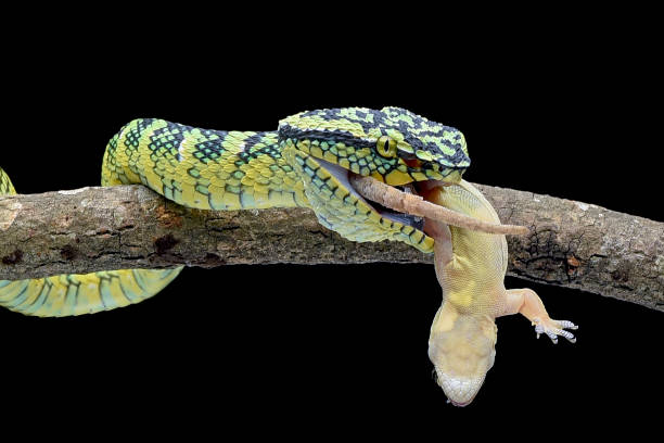 istock The Wagler's Pit Viper in black background 2154274058