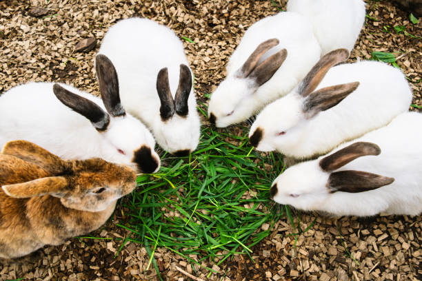 istock Group of Rabbits Eating Grass 2154275285
