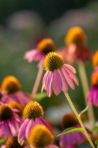 istock Coneflowers (Echinacea) in antique pink full bloom and partly withered 2154276635
