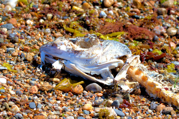 Bleached fishbone skeleton lying on grey sand beach showing pollution problem