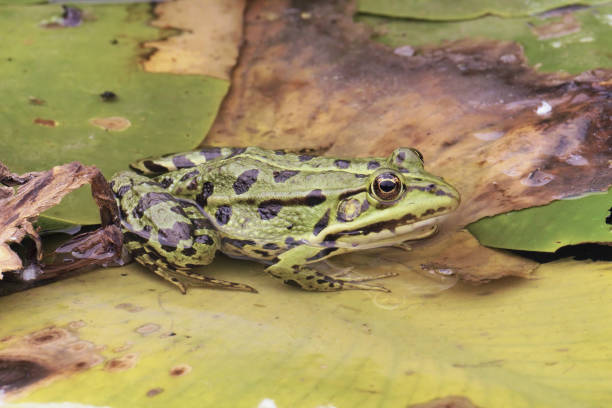 istock European dark-spotted frog viewed from the side 2154277604