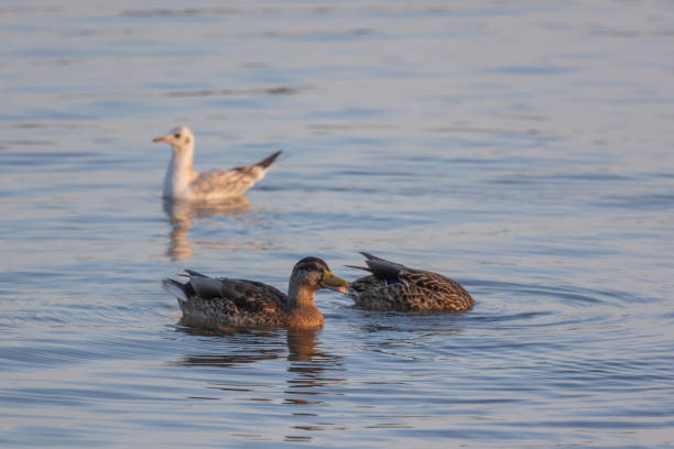 Two ducks (anatidae) swimming in a lake with blue colored water, one with its head dipped into the water