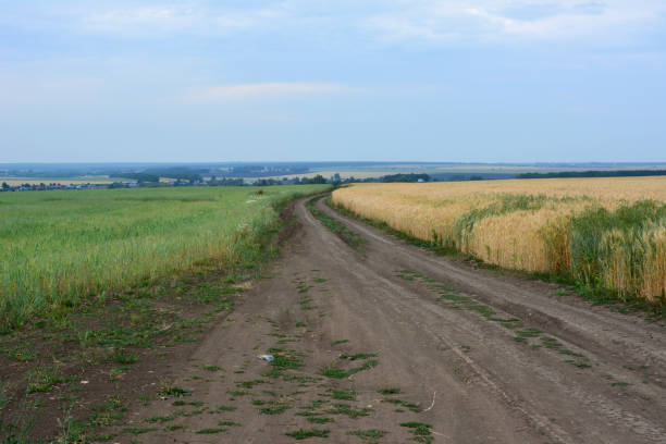 a dirt road with a green and a yellow field copy space