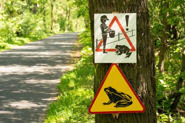 A sign warning drivers about traffic disruptions caused by the rescue operation of frogs crossing the road from nearby ponds