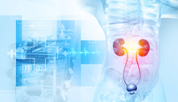 istock Human kidneys on scientific background, kidney disease. 3d illustration 2154279779