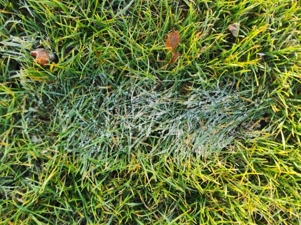 istock A footprint on the grass during frost 2154279814