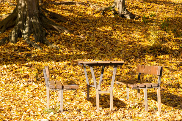 istock Empty Benches and Table in Park Covered with Autumn Leaves 2154280951
