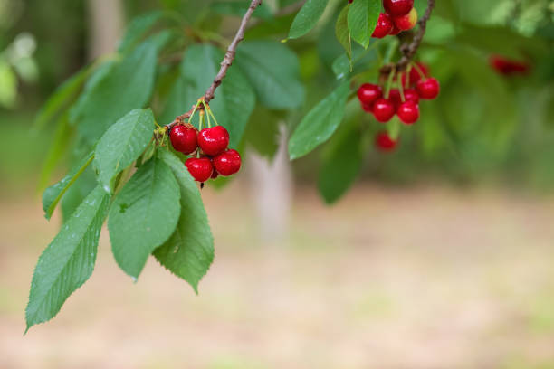 Close-up of ripe fresh red cherries on a cherry tree.