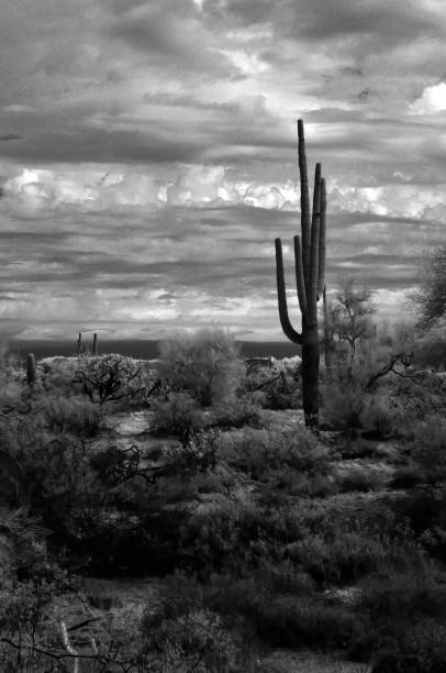 istock Black and White Sonora Desert Arizona 2154282272